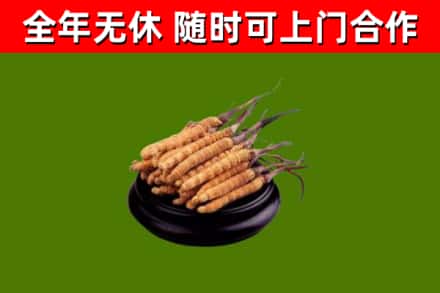 道真县回收散虫草